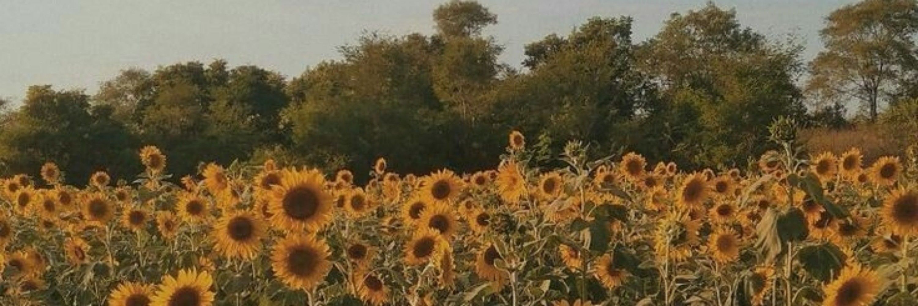 Drimix_Anjin🌻⭐🇧🇷