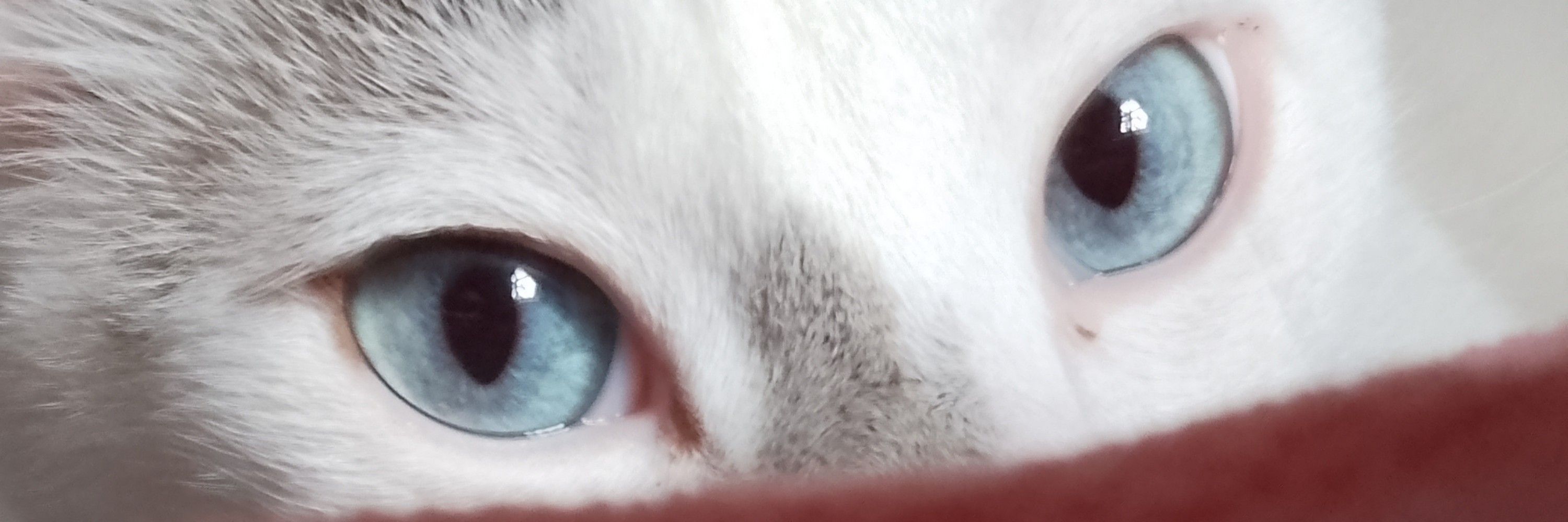 Gia ღ