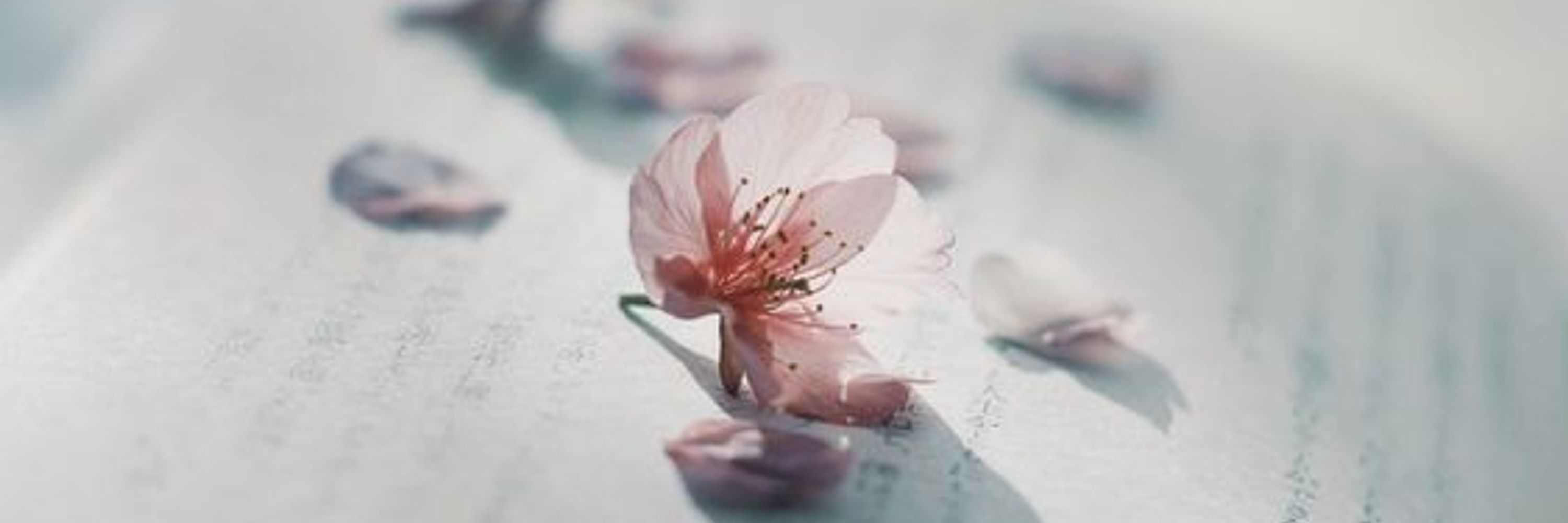 明玄 和沙