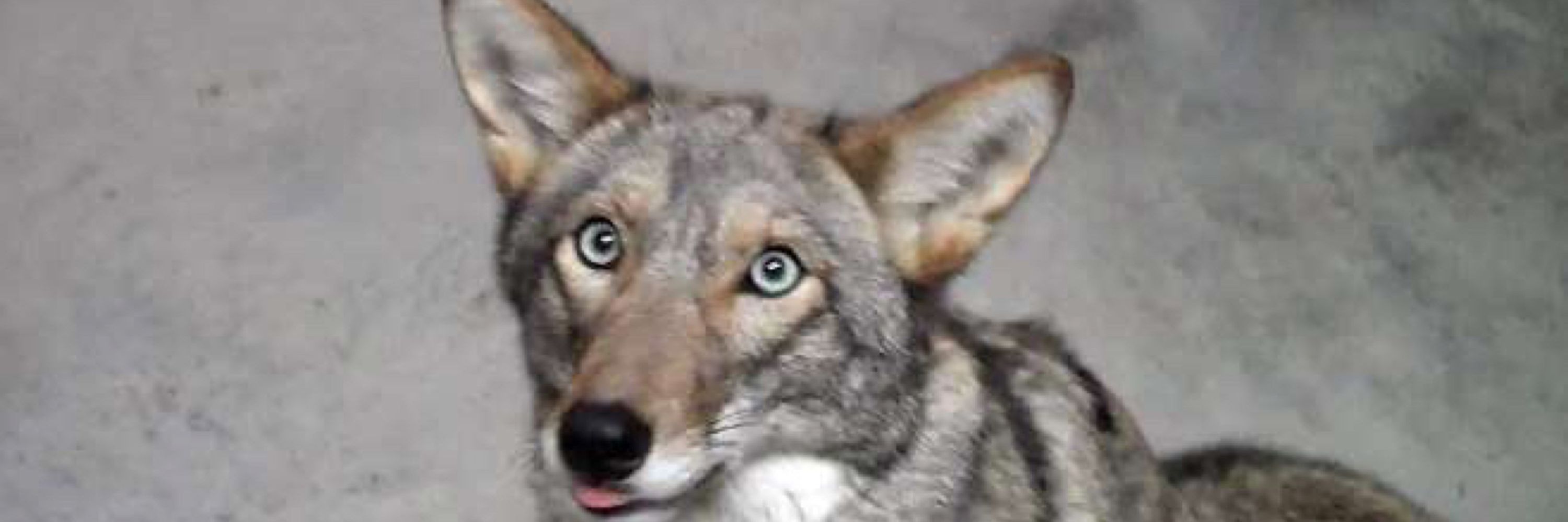Courier The Yote
