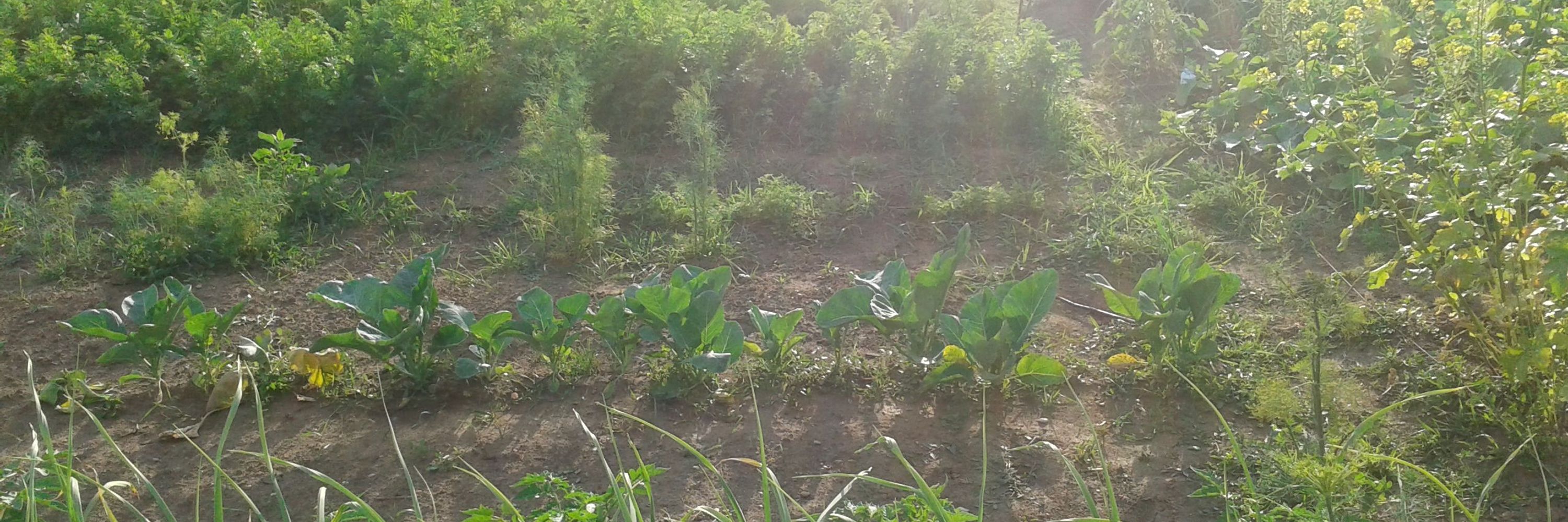 GreenToGreen