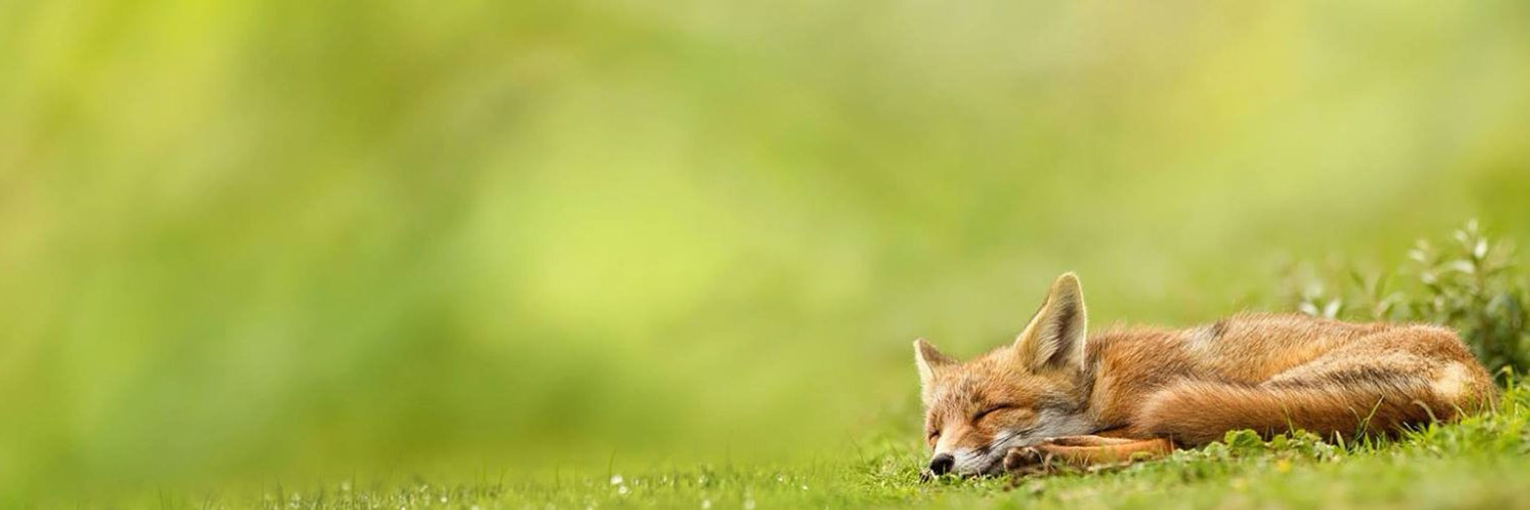 Verena 🦊