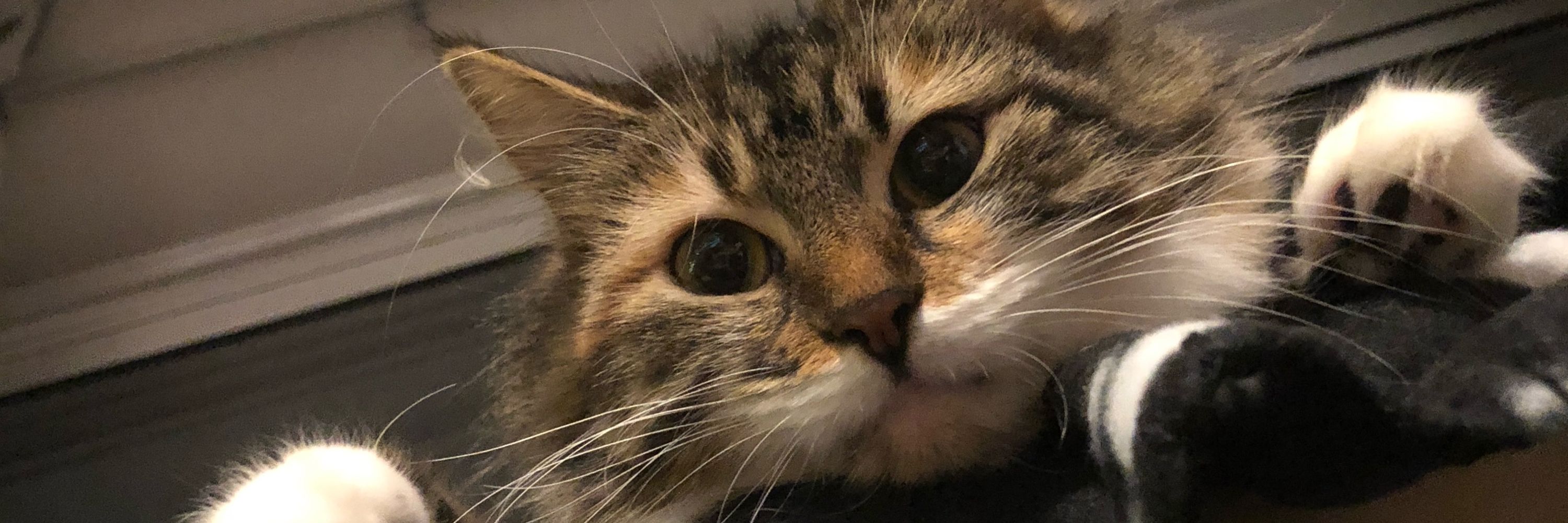 Ella