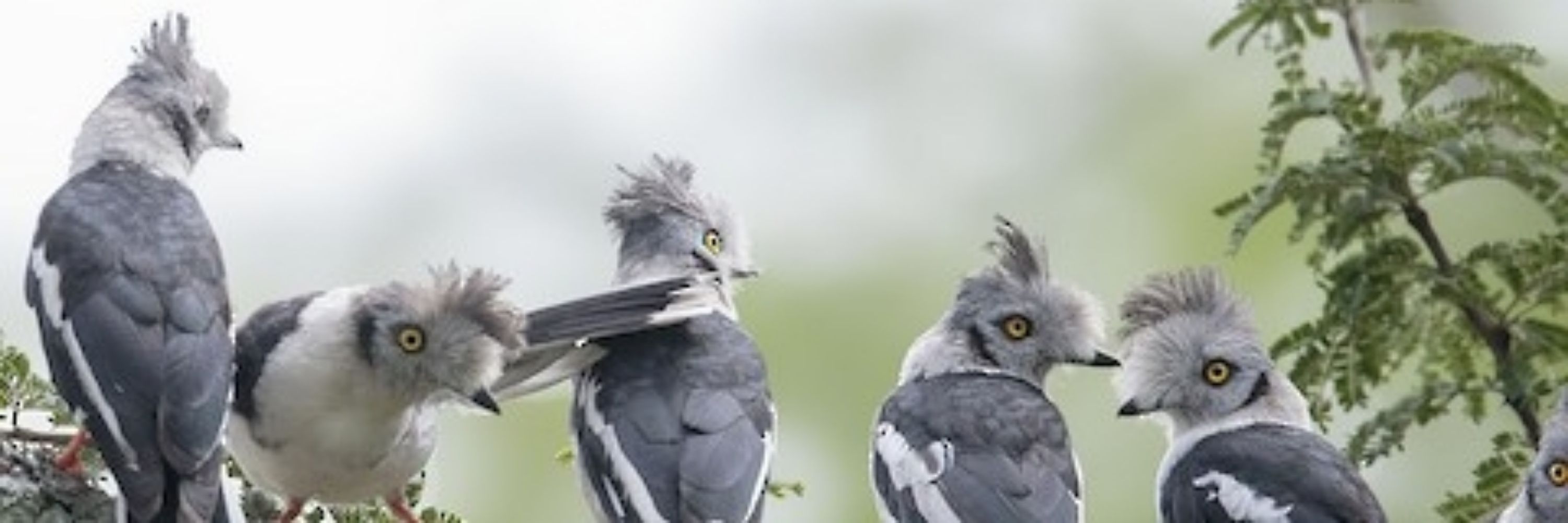 helmetshrike