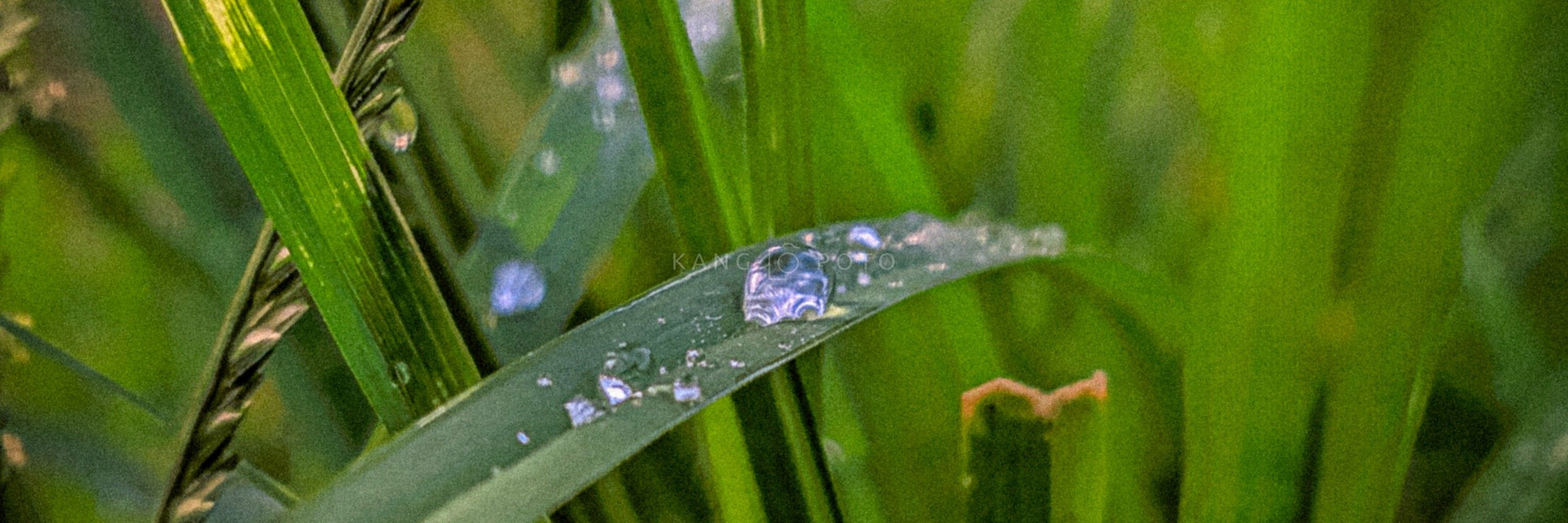 Waluyo