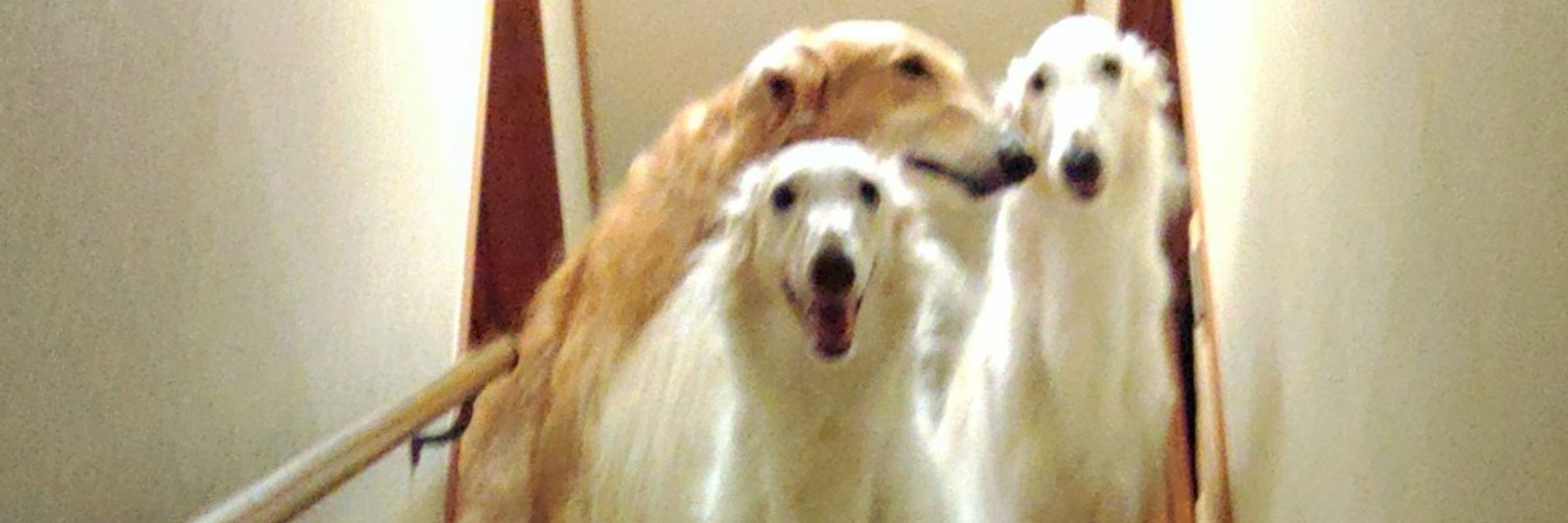 SnoutDevout