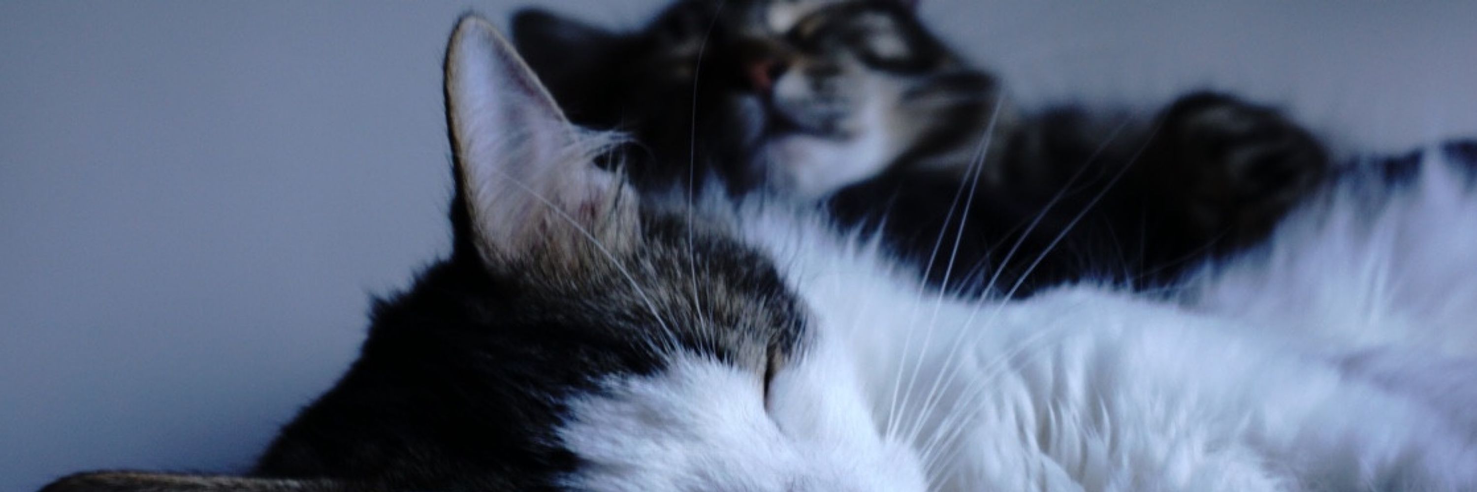 Achille & Wilfried