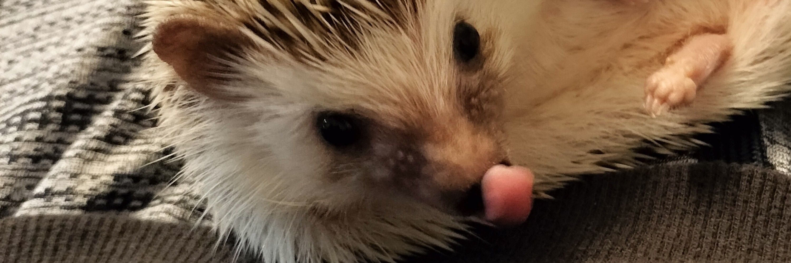 ナマコバーガー
