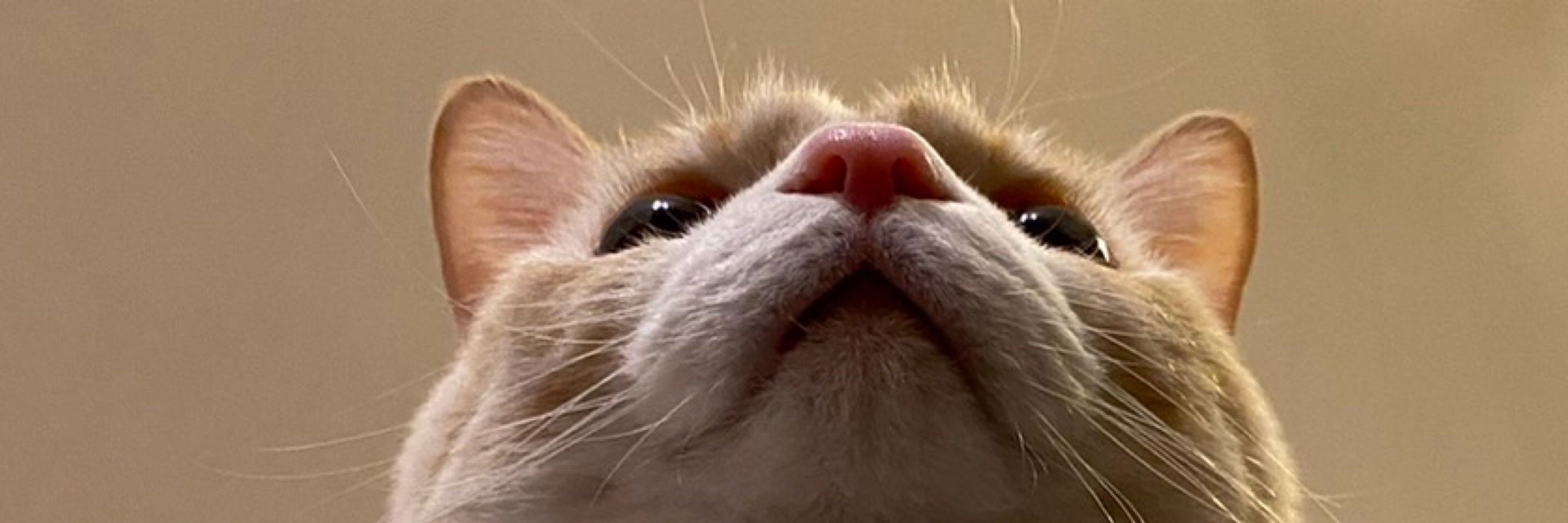 猫を愛する主婦
