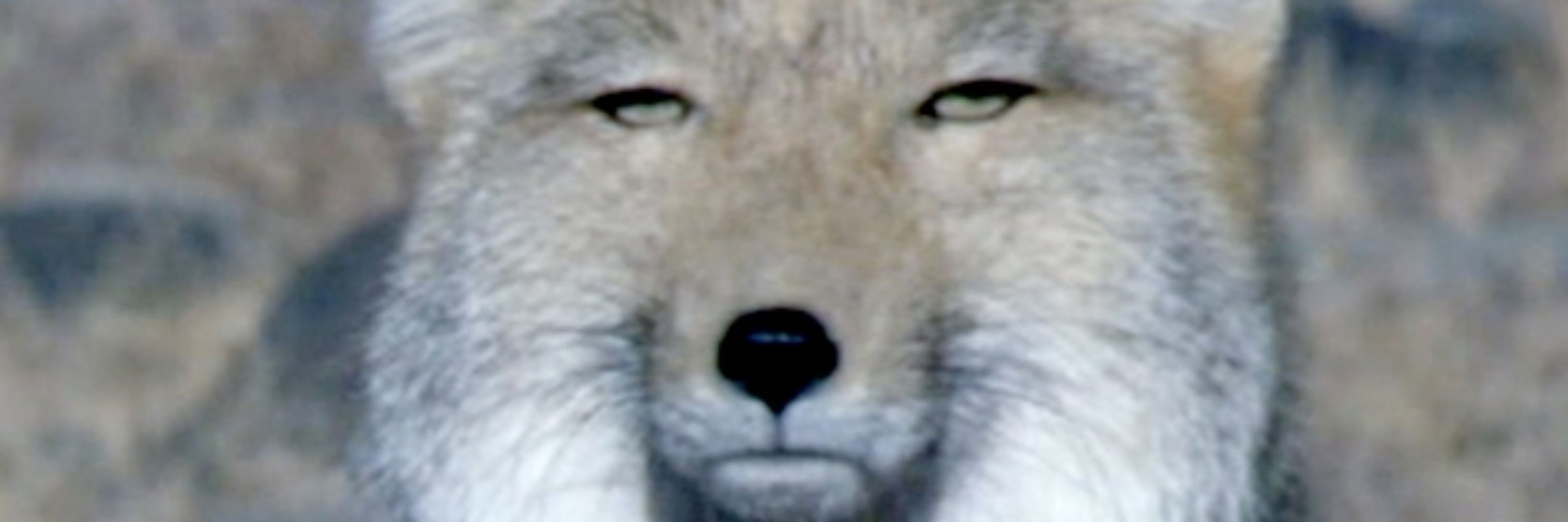 とまとん