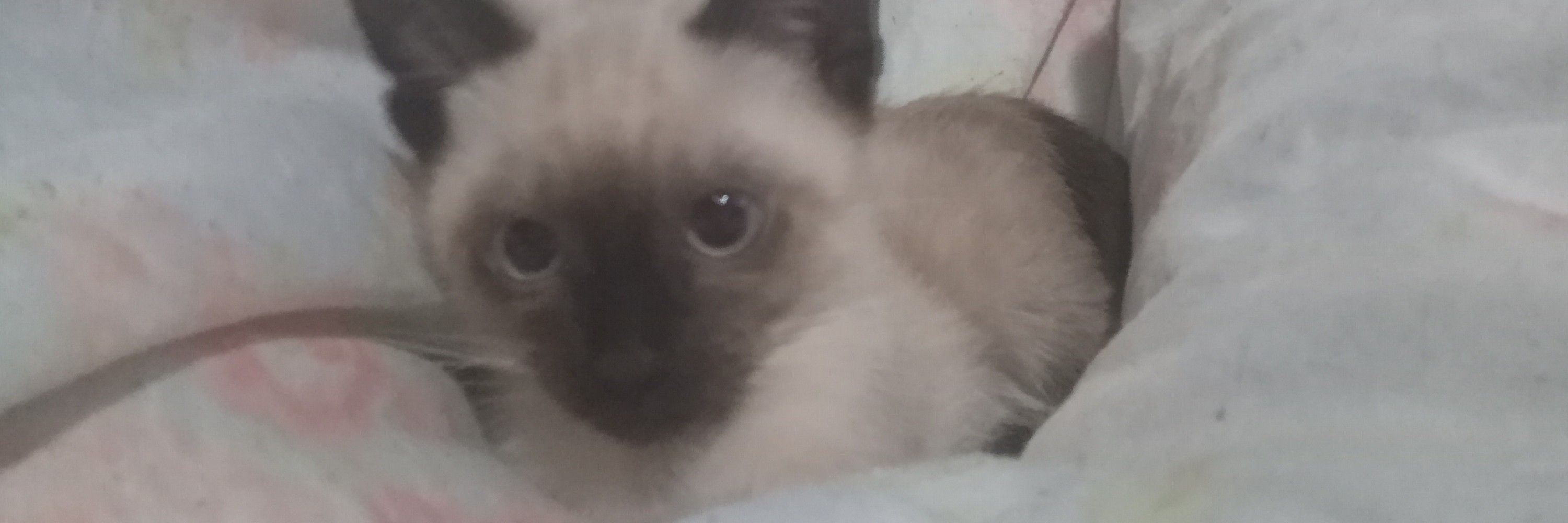 Clei