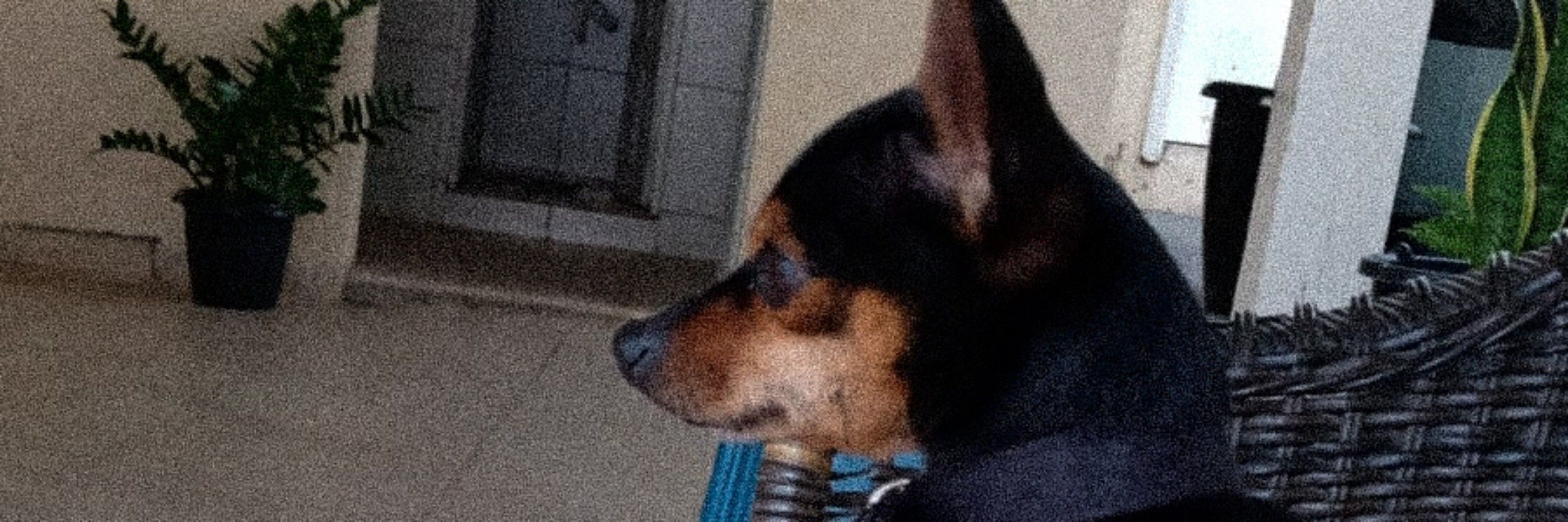 Phineas