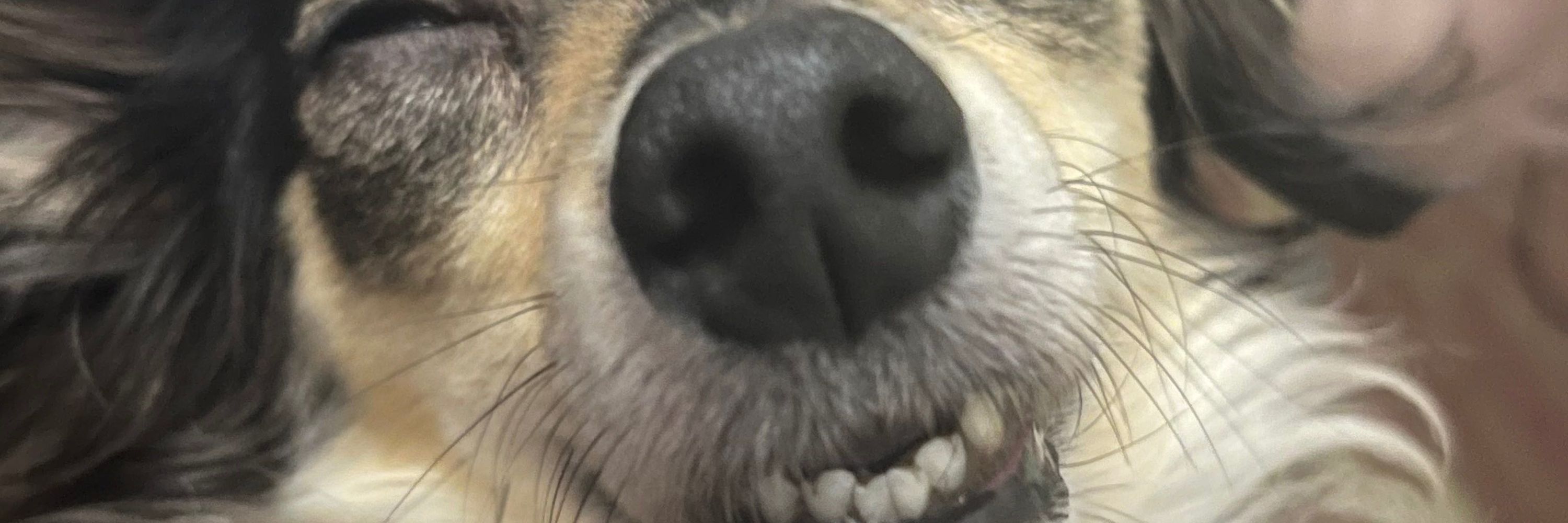 Tara