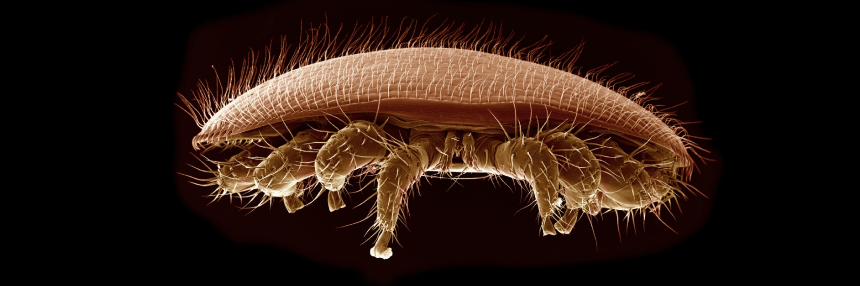 Czech Society for Parasitology