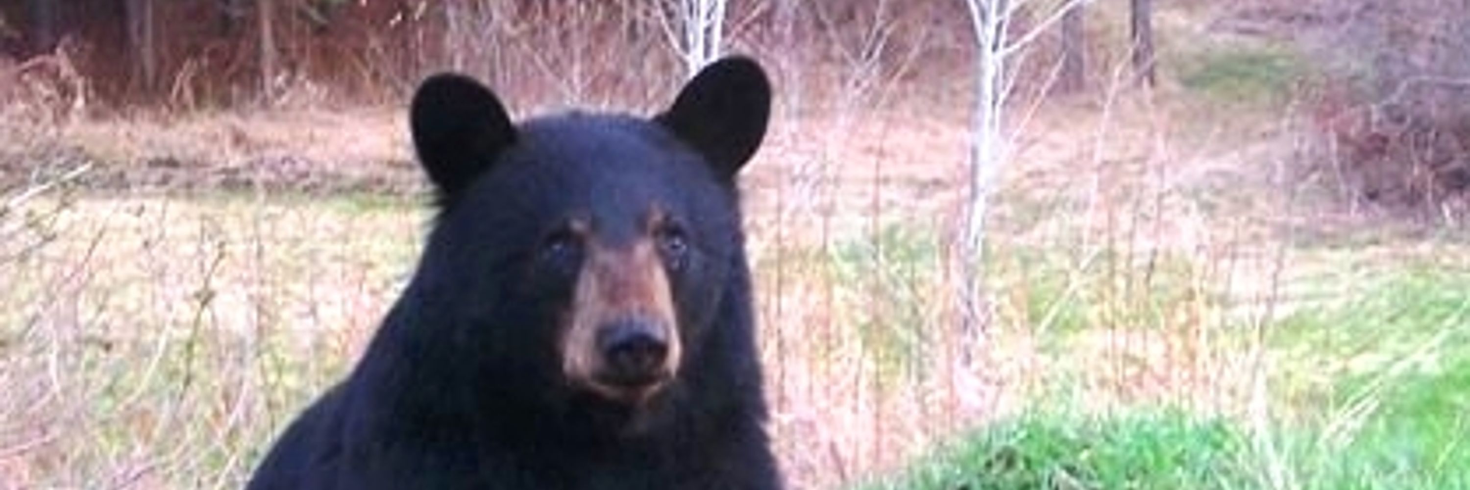 Ashen Bear