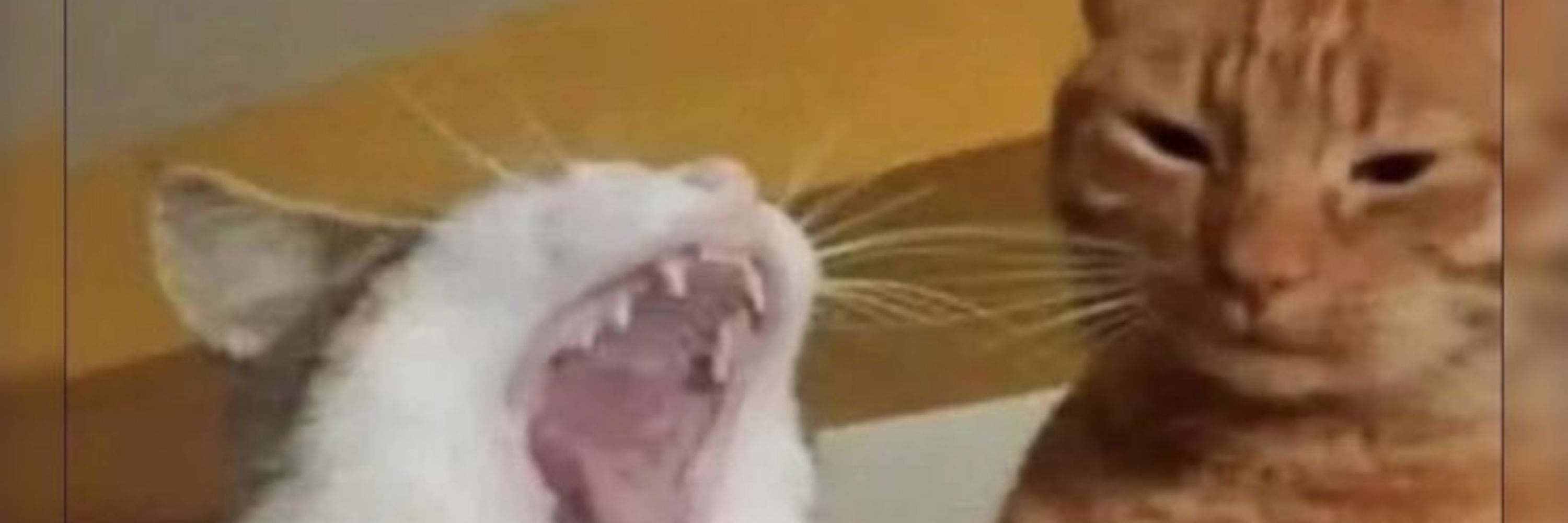 𝗆𝗈𝗂𝗌𝖾𝗌 𝗌𝗈𝗎𝗌𝖺