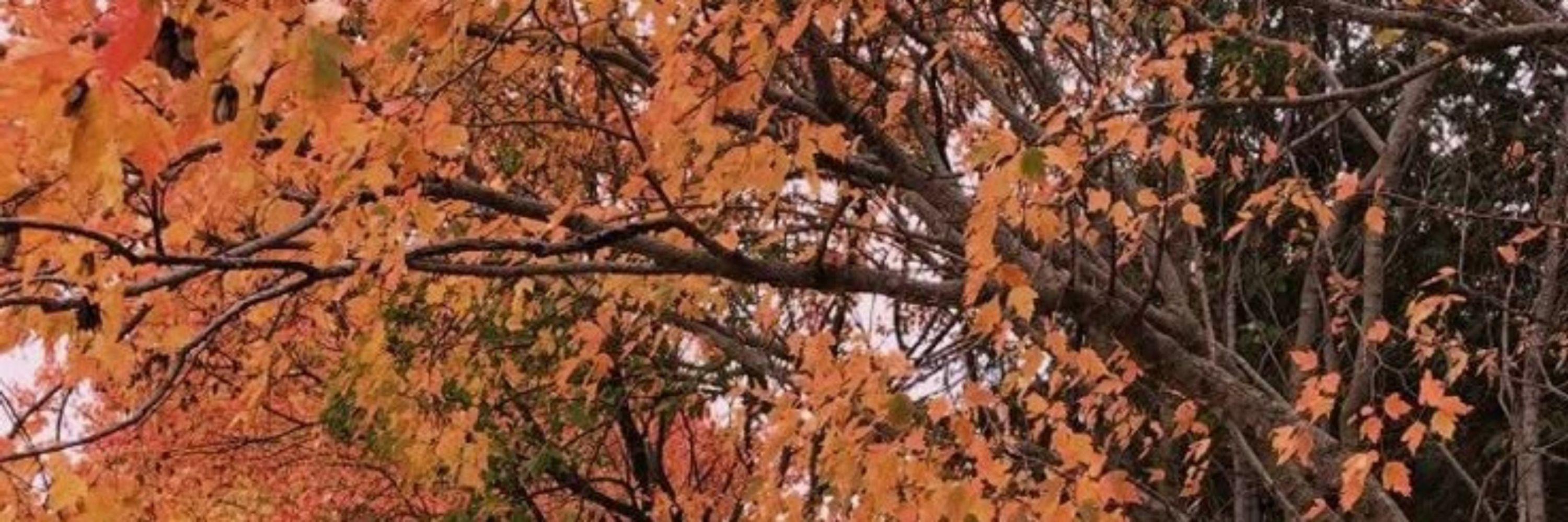Lu 🍂🍁