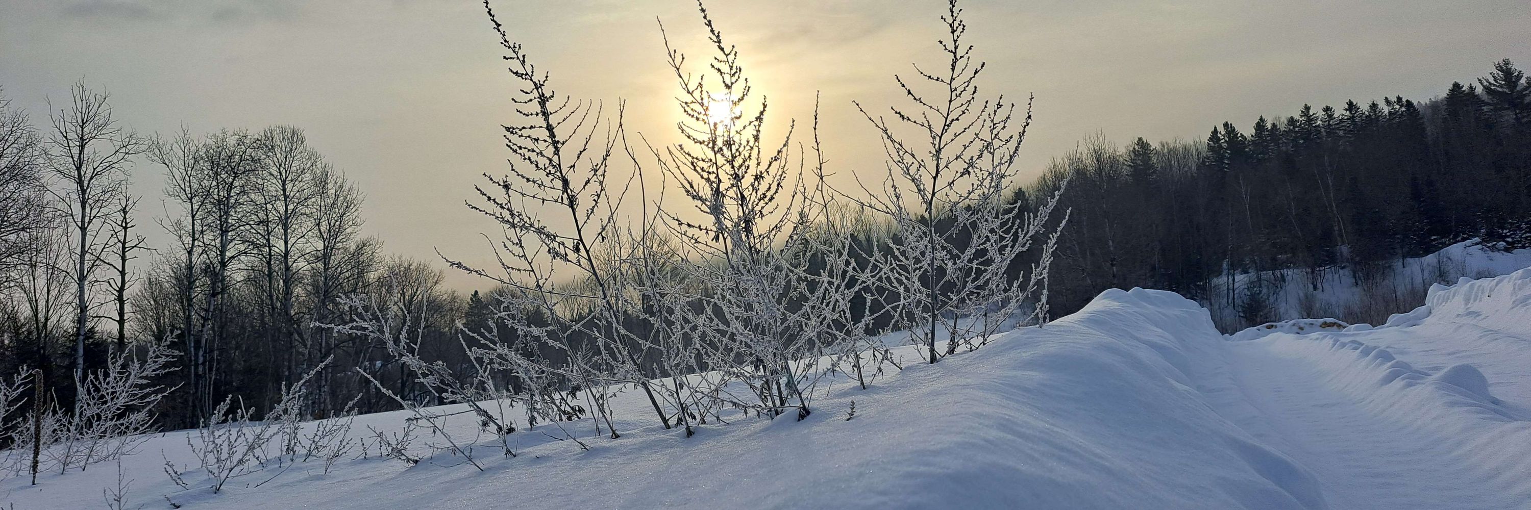 The Boreal Maenad 