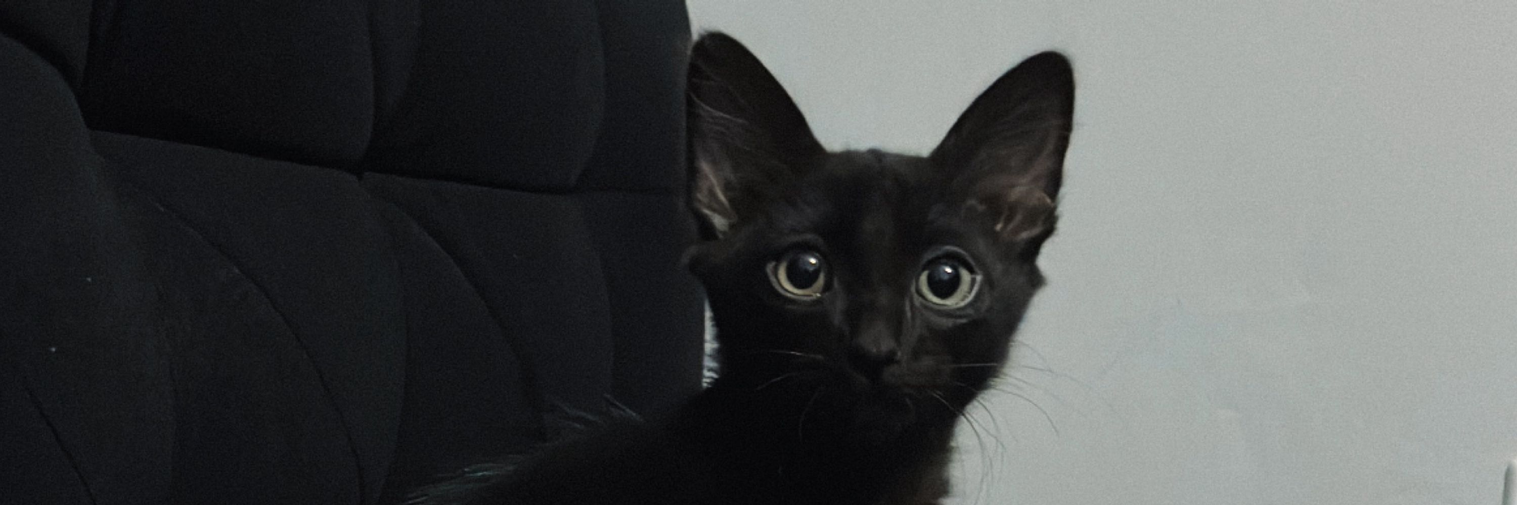 sabriz 🐈‍⬛