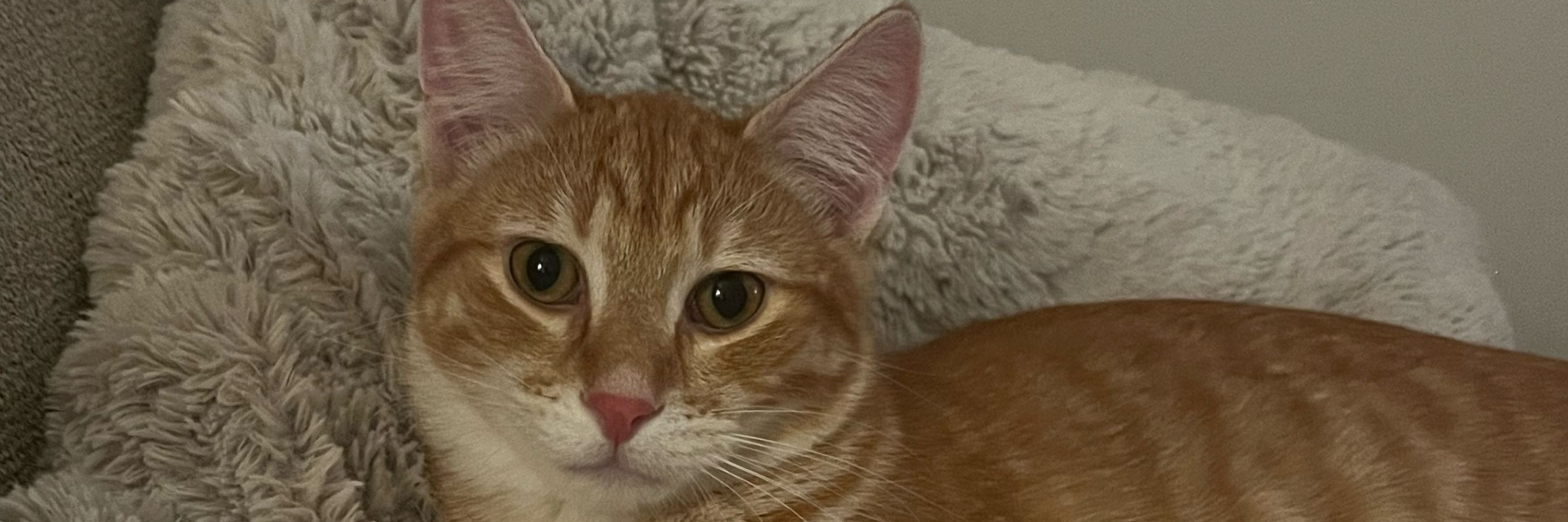 Fran