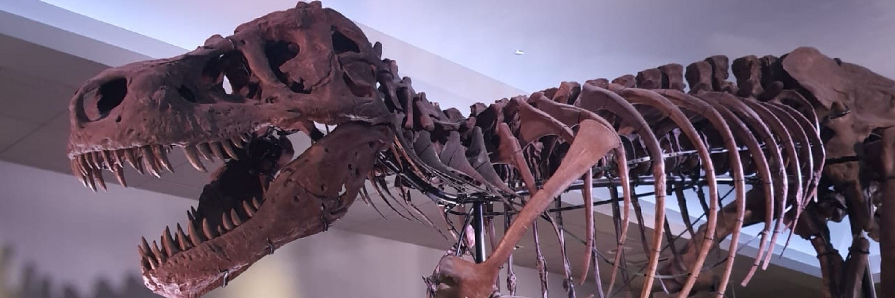 Dino Chic