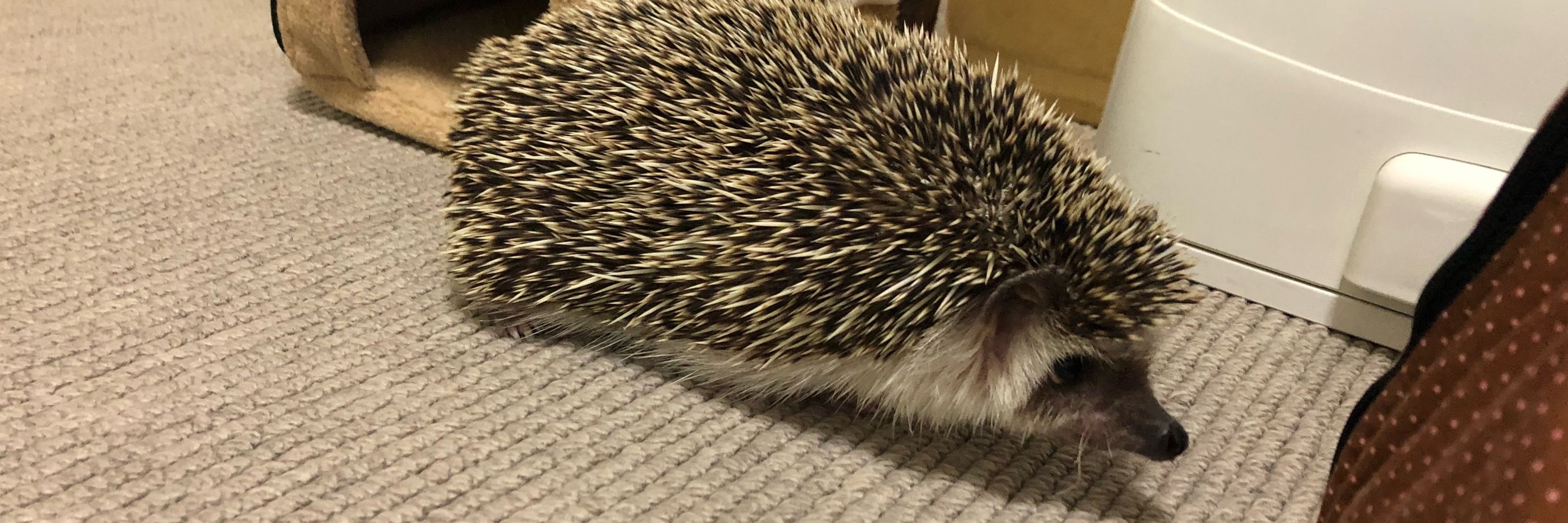 カネモト