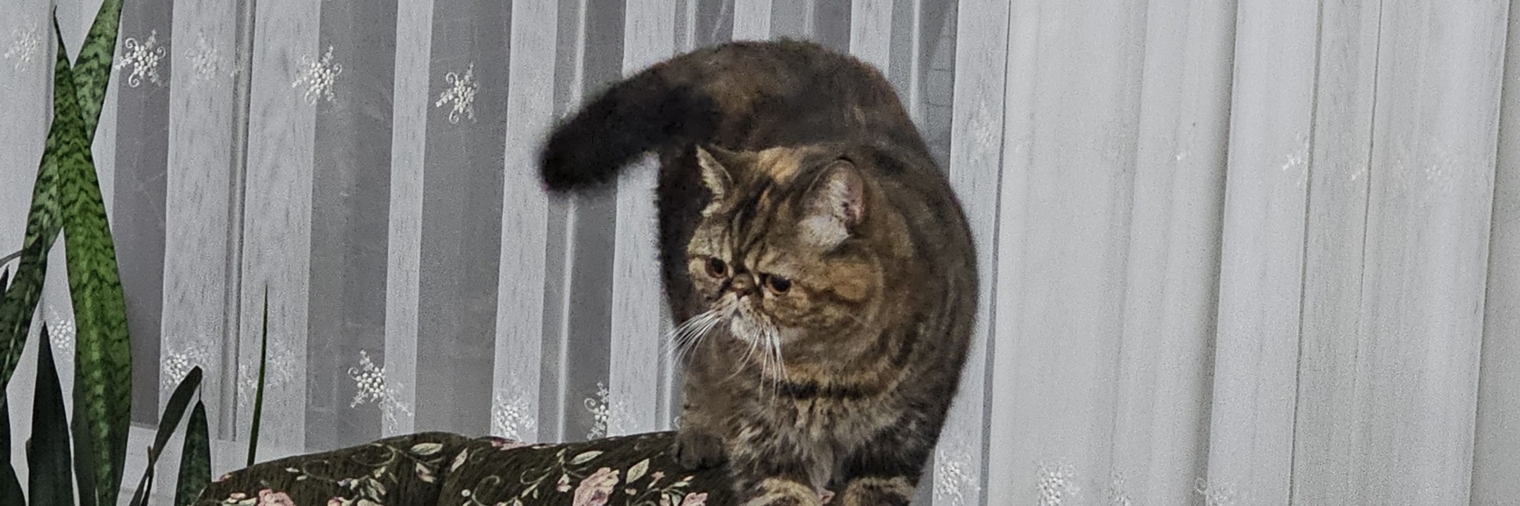 Luna Cat