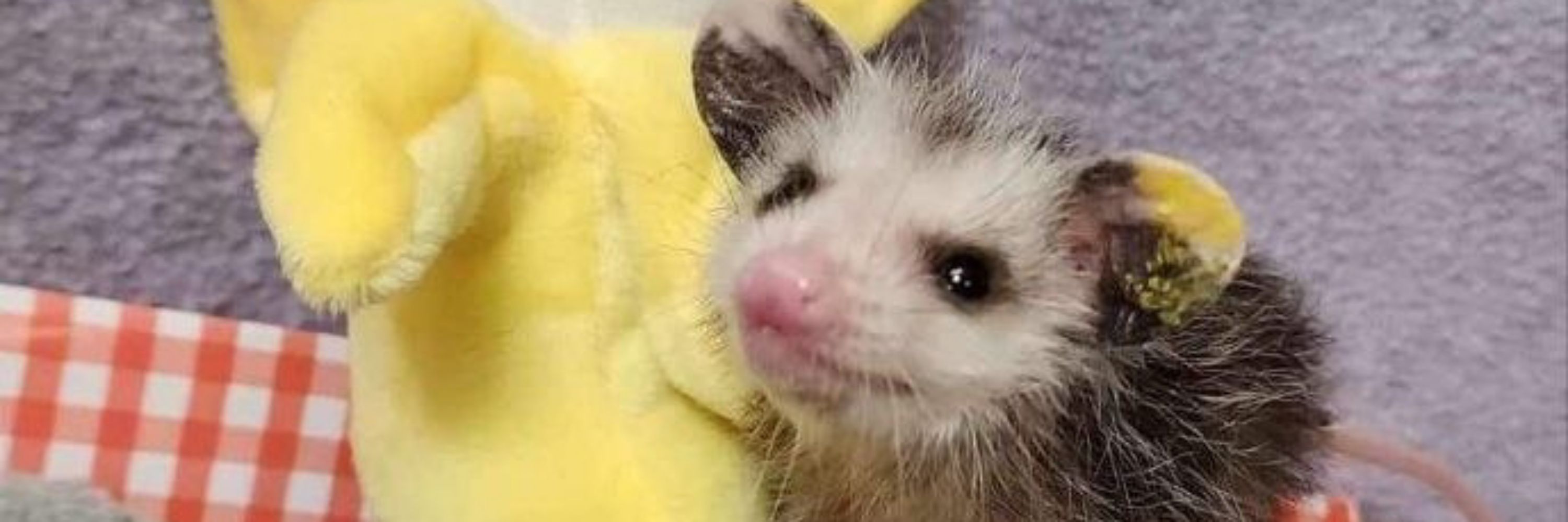 Robertfluff