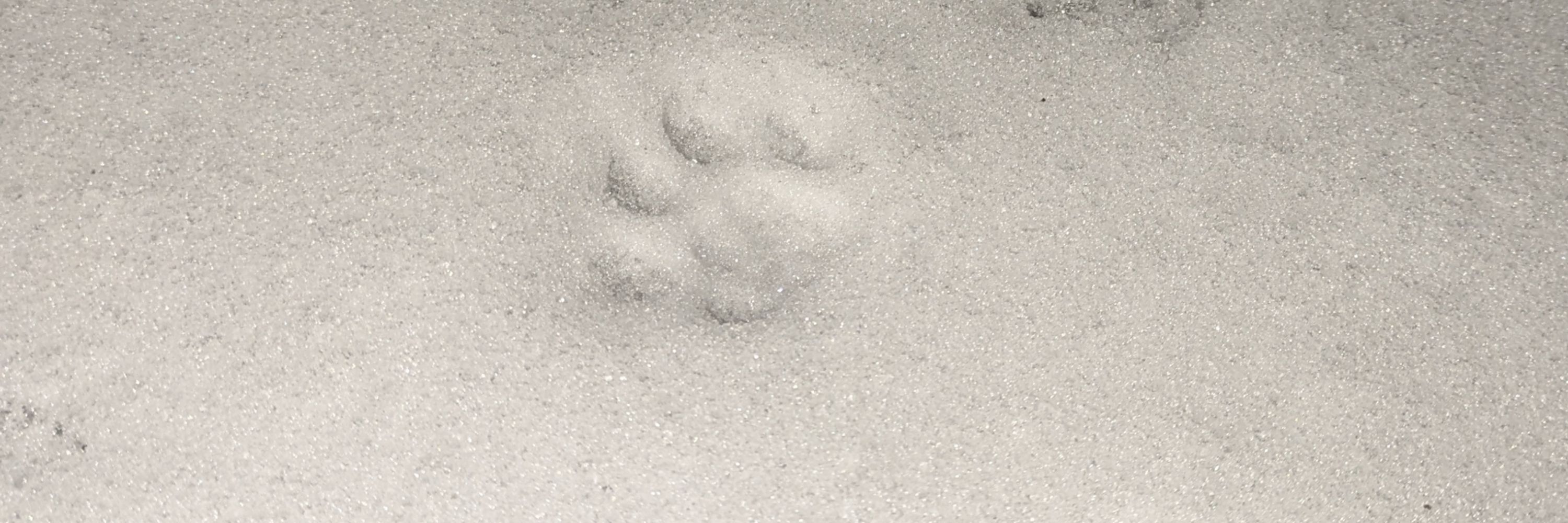 Bunbun