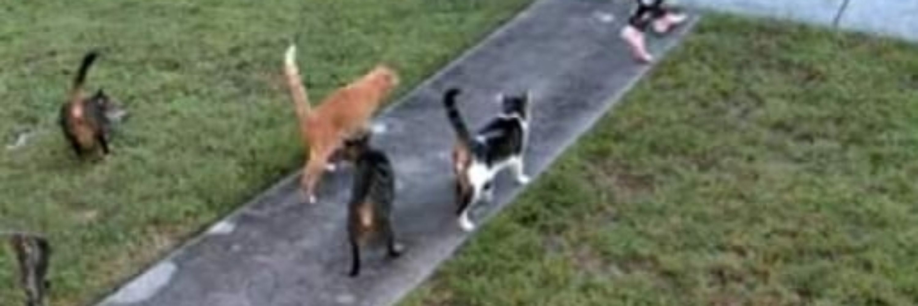 Coral Gate Cats & Orion the Monster