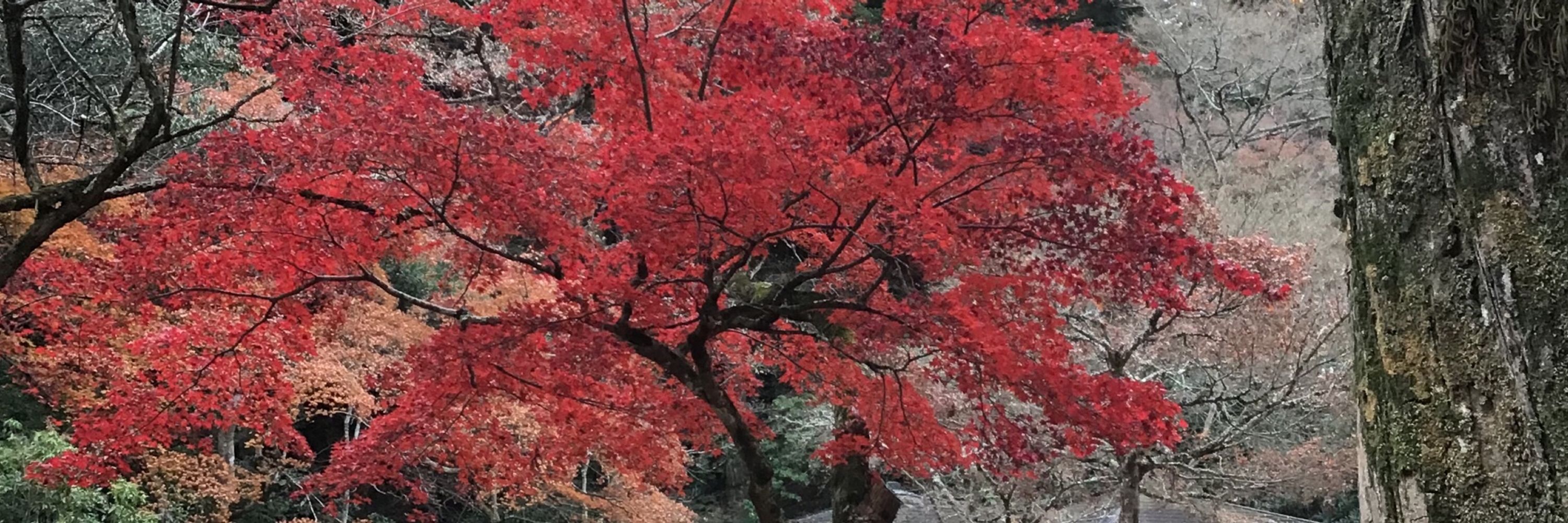 みゅう