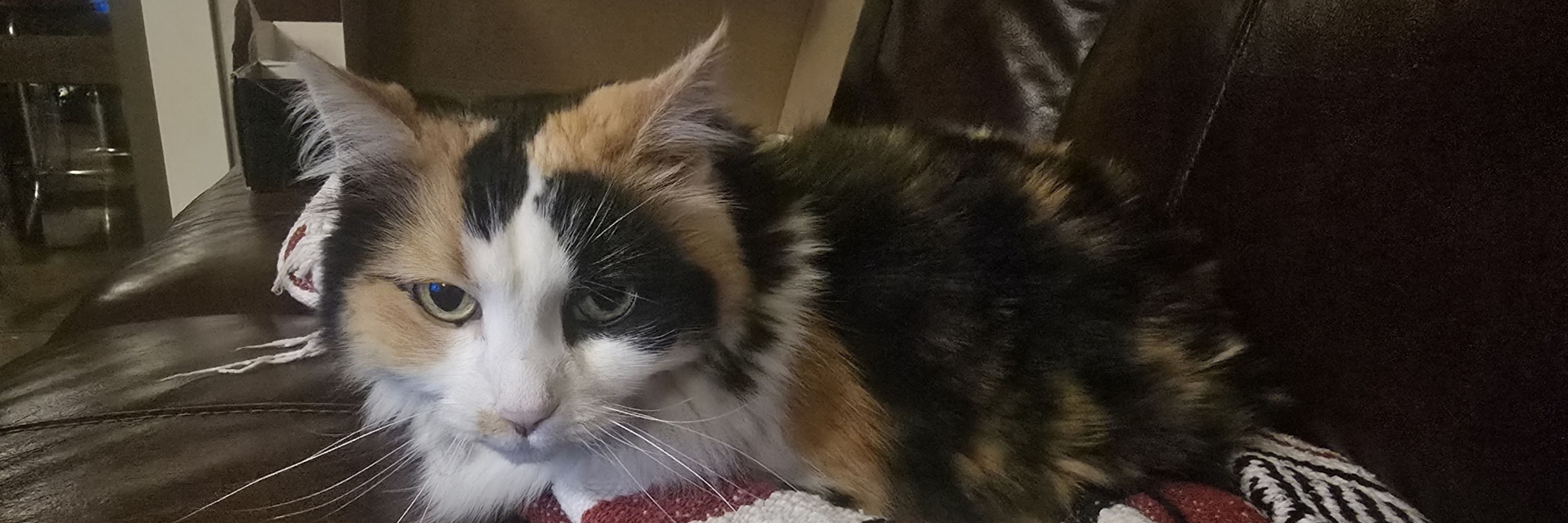 Kami