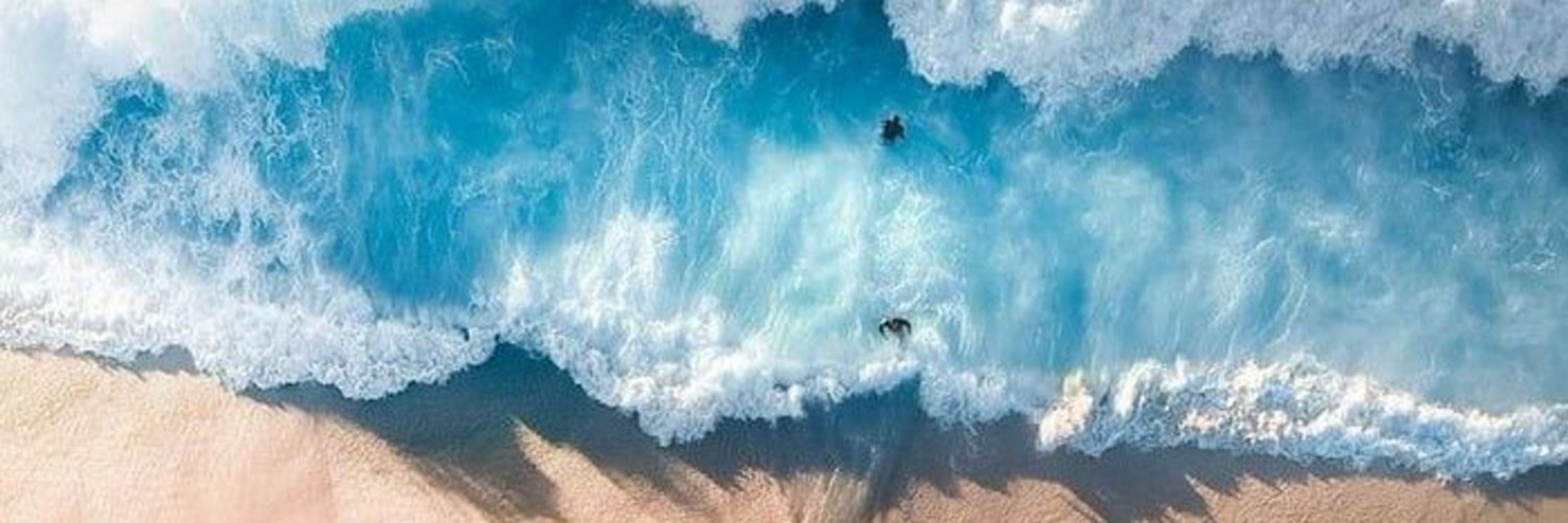 폴브 🌴