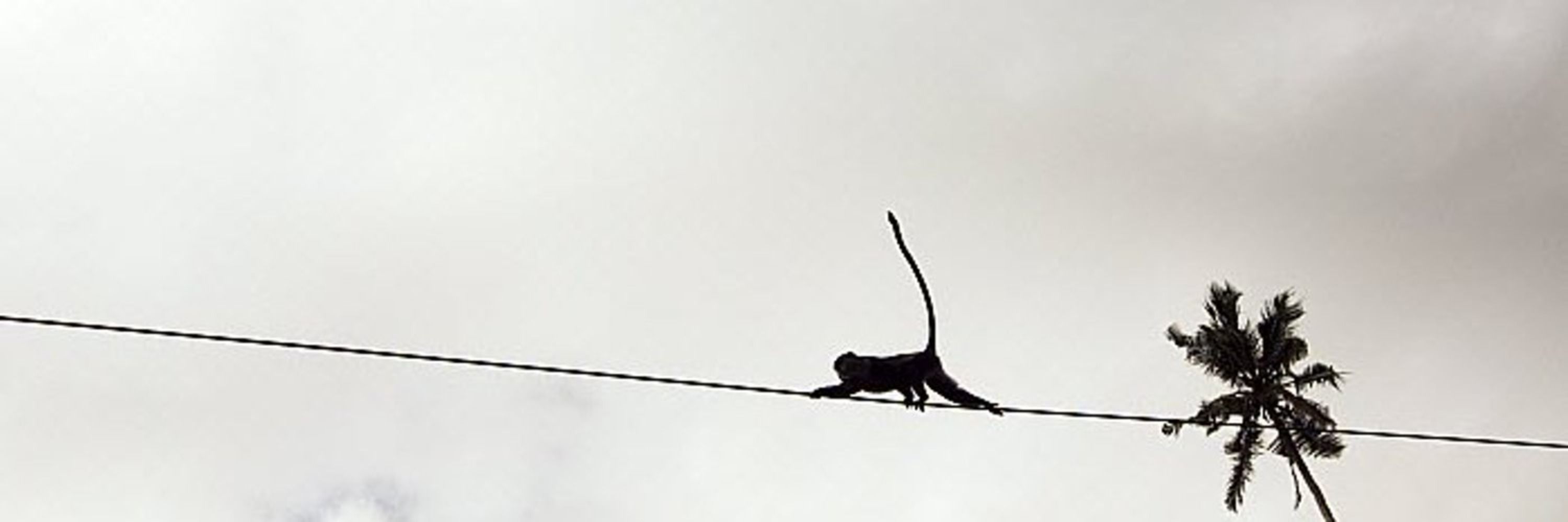 The Wire Monkey