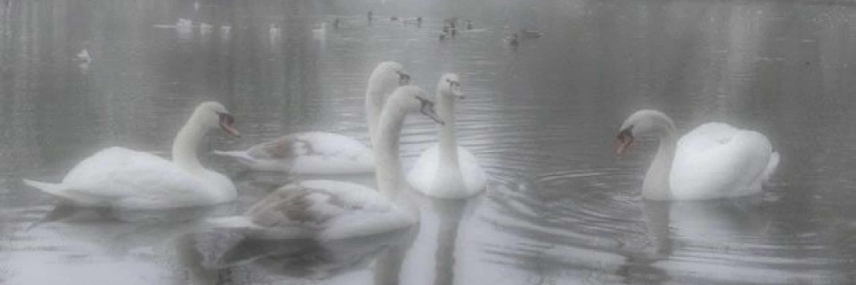 ᥴꙆᥲɾᥲ