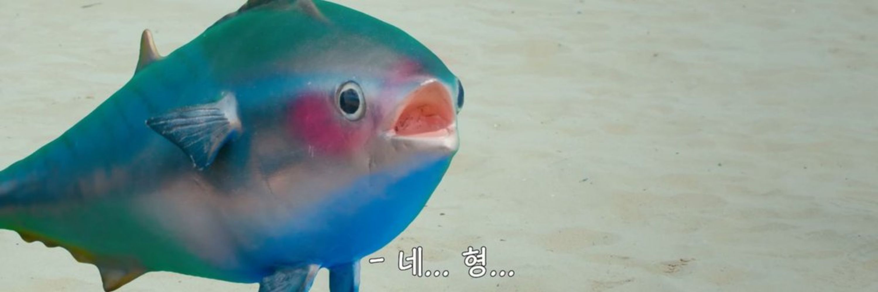 포식감자