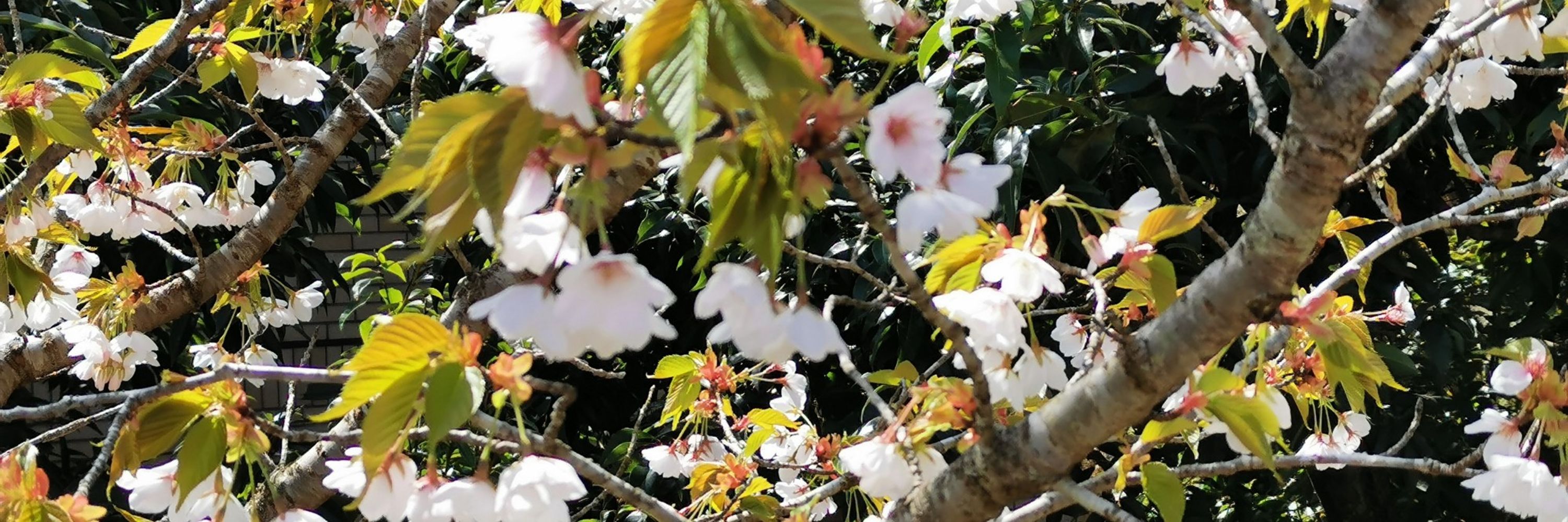 庭研 しまね