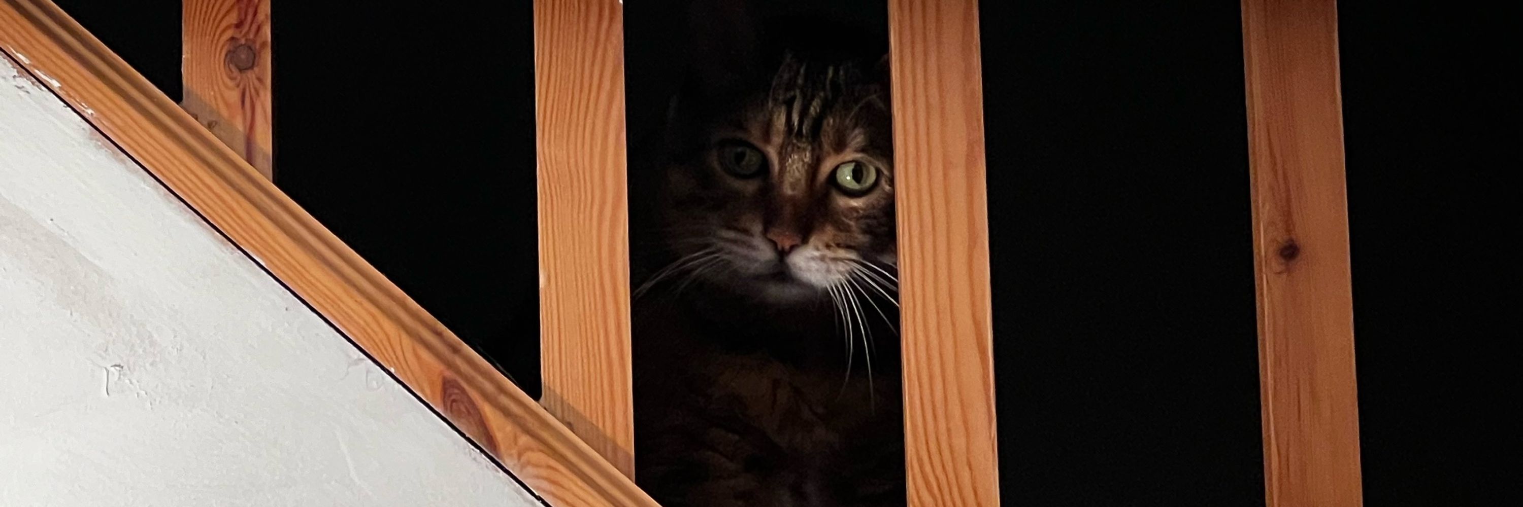 Loki & Freya Bengalz
