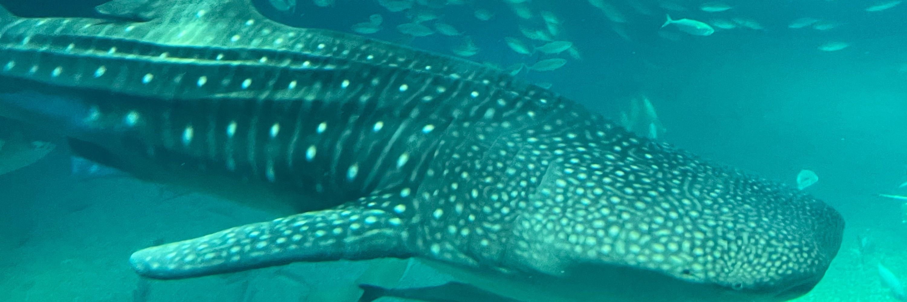 RAY