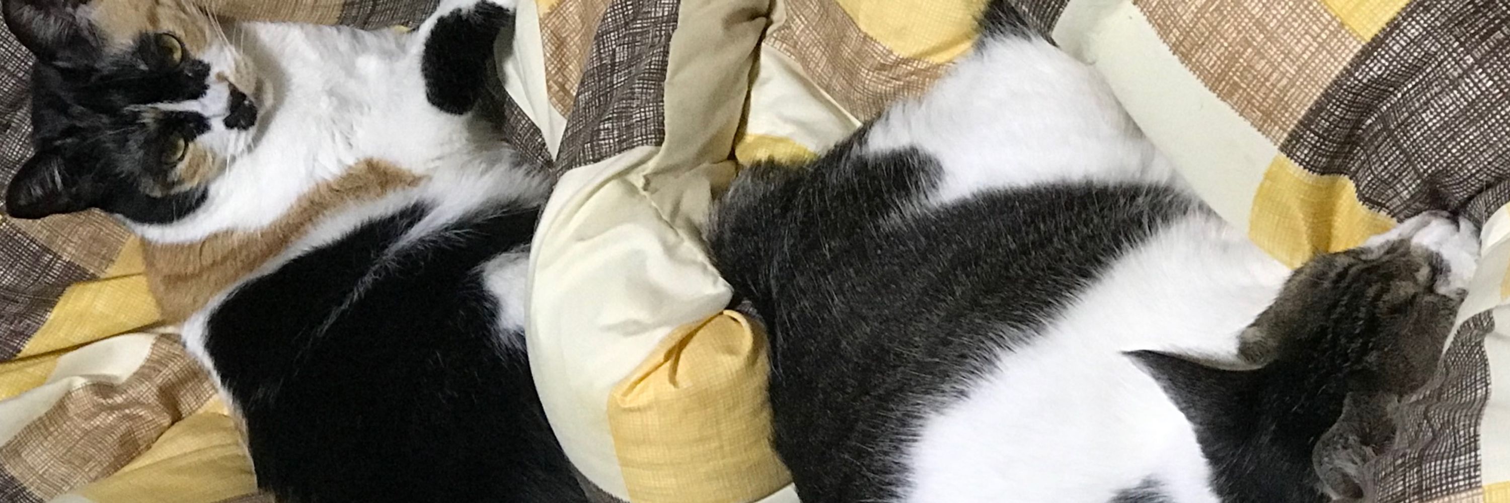 静