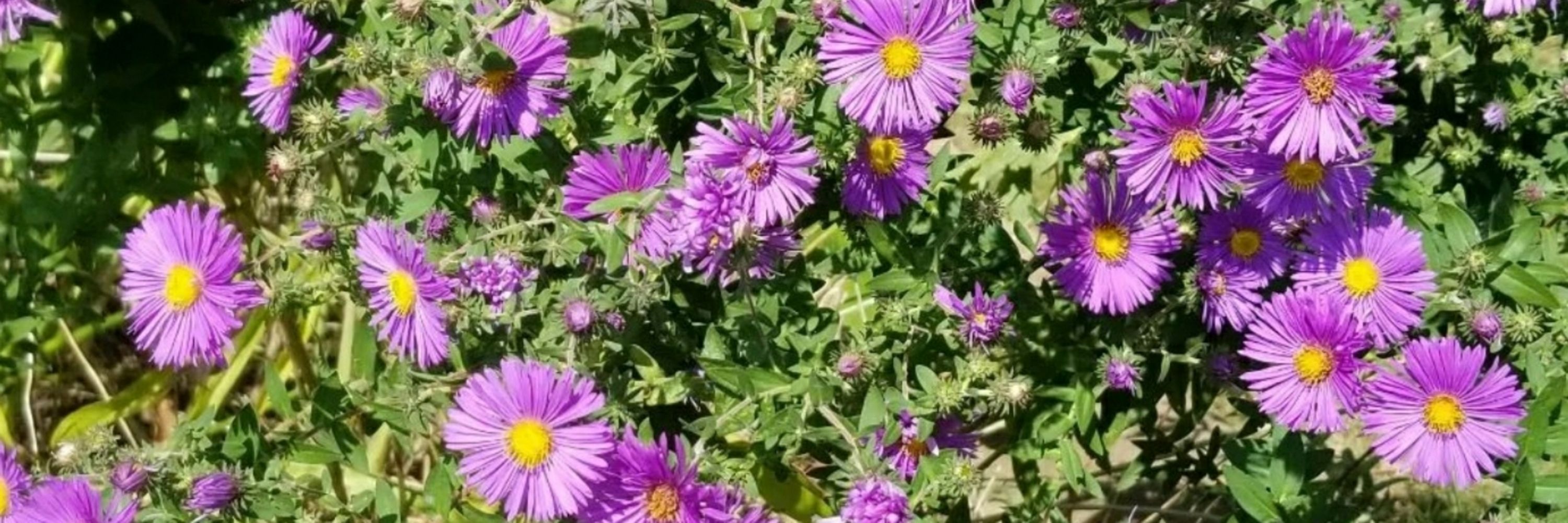 Suburban Vegetation