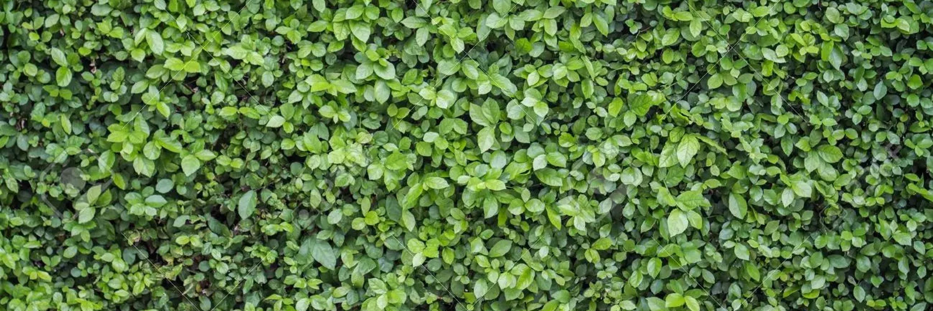 Just A Man In A Bush