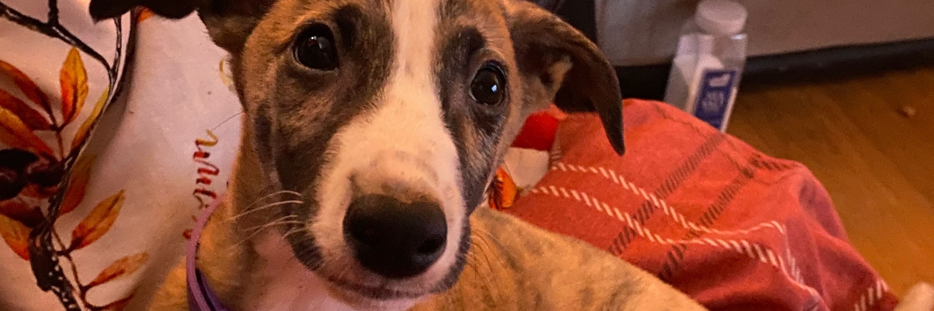 Lurcher Boy - Ralph