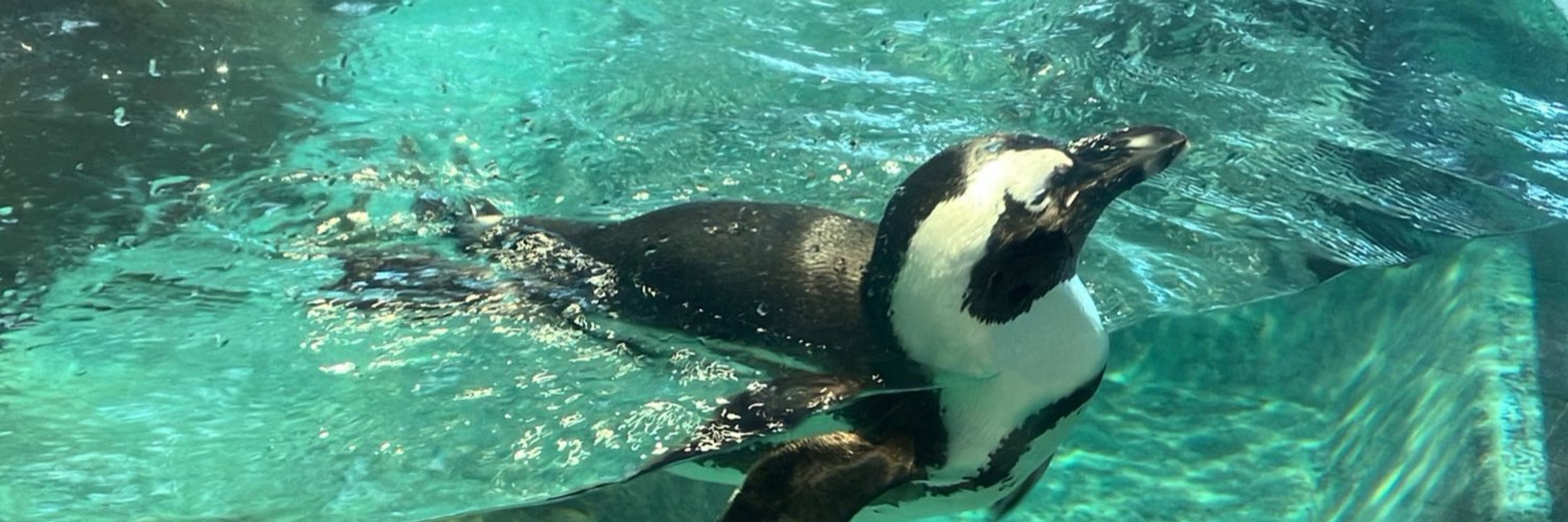 るる🐧