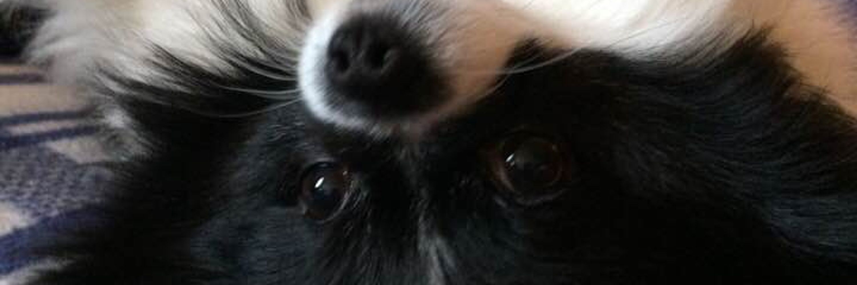 Oreo