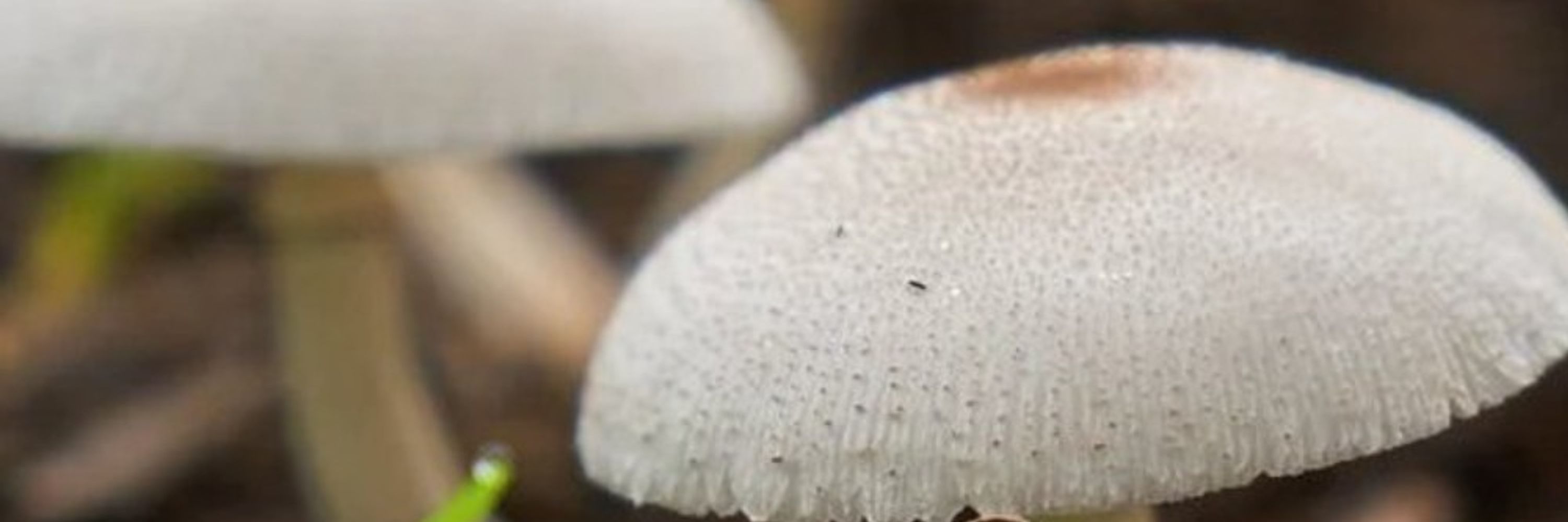 Champignon in the Night
