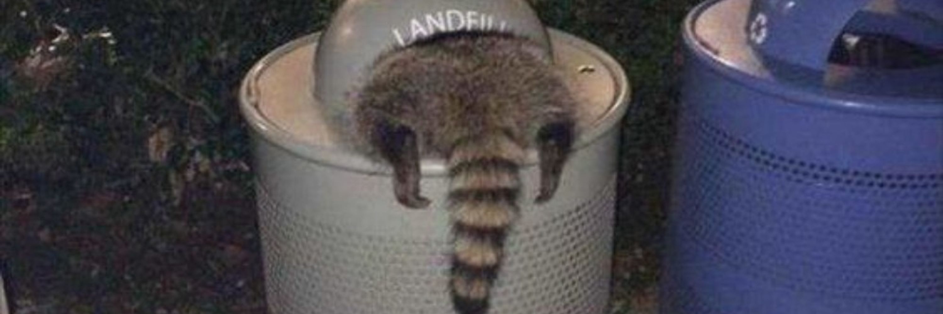 Rin the raccoon
