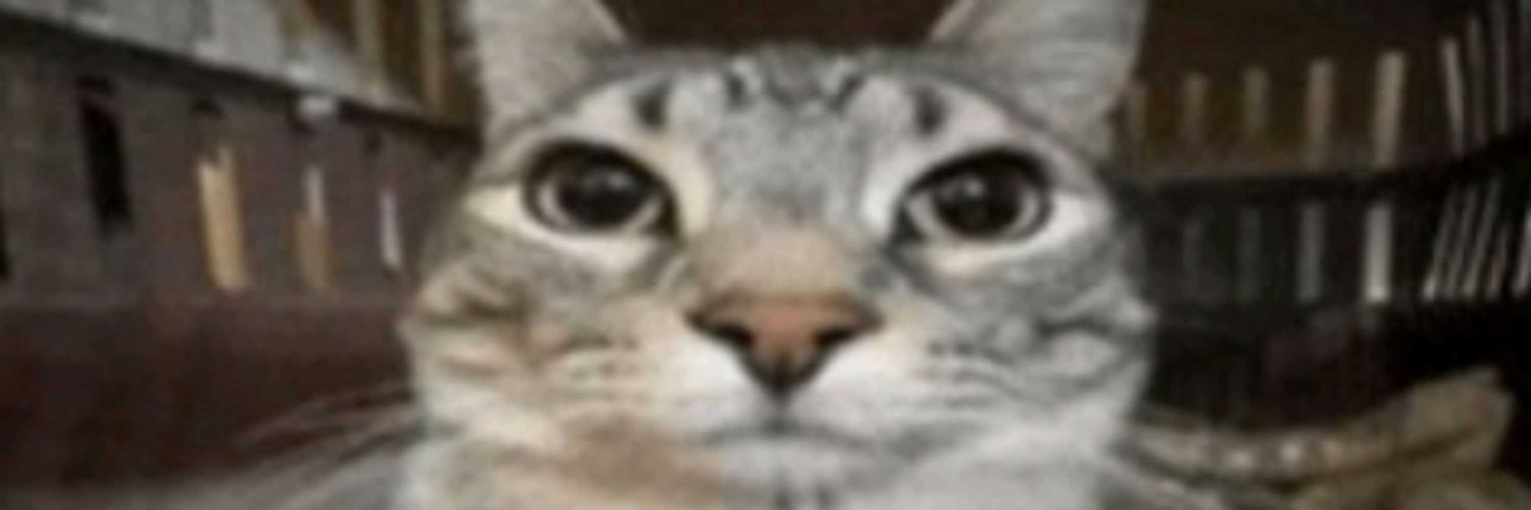 n. 