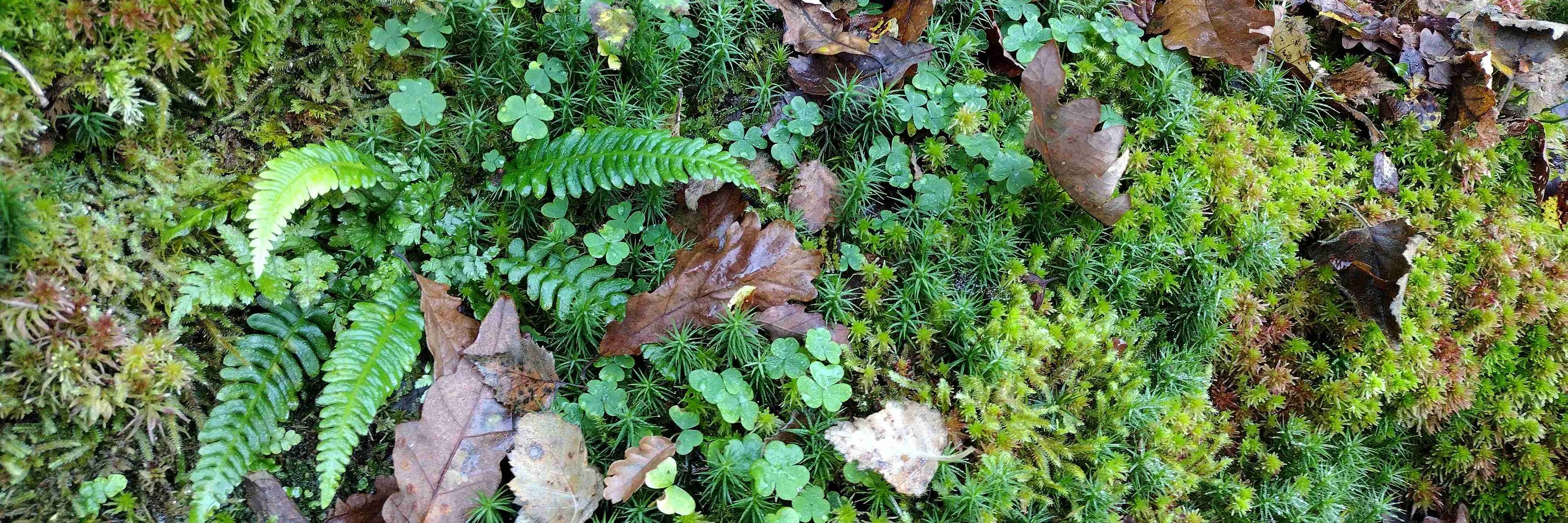 Wildcep