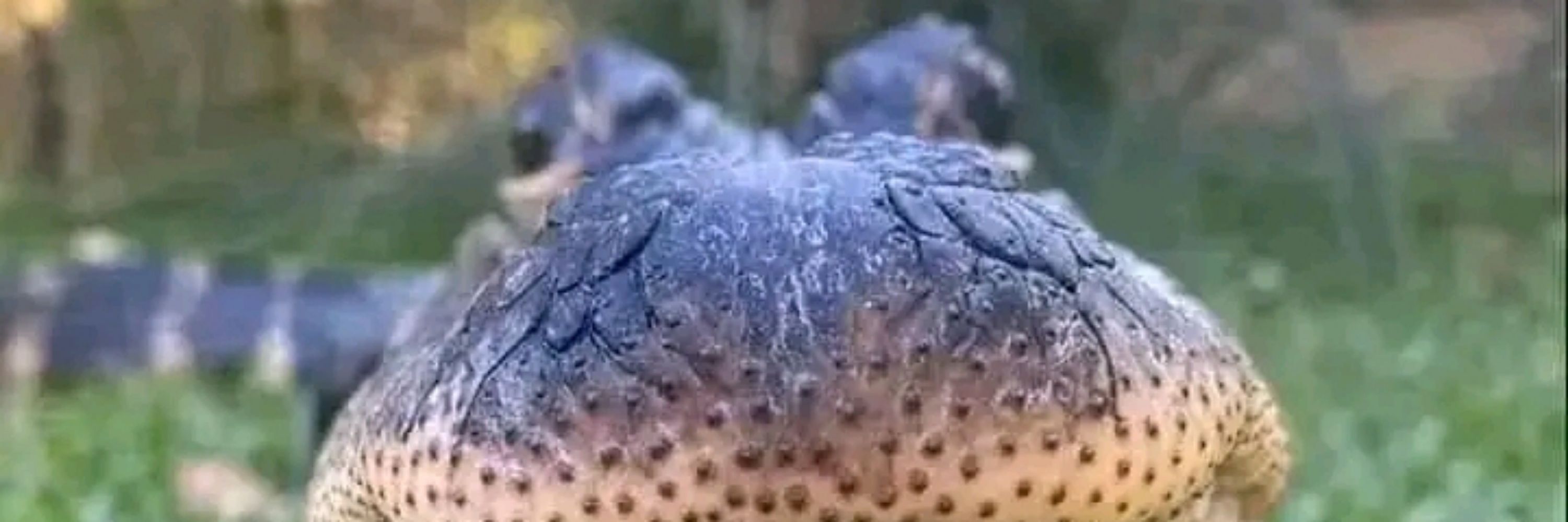 Copitodenieve_